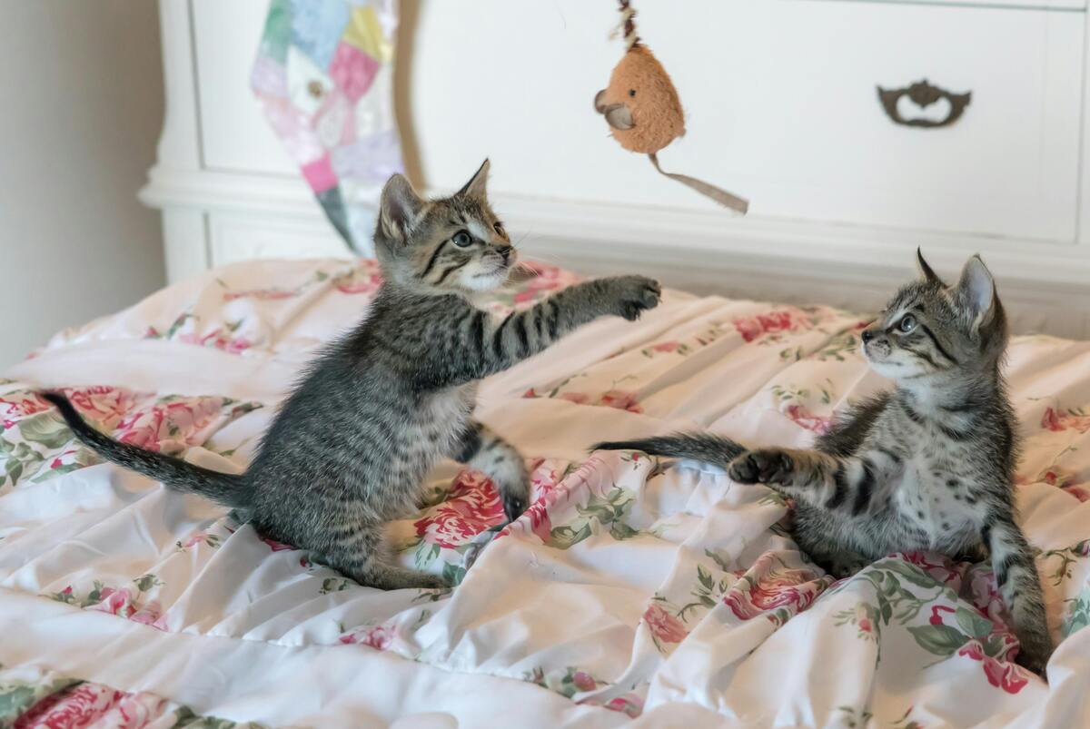 Kittens playing together